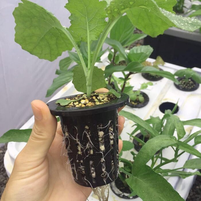 Сітка для рослин для гідропоніки, сітка для горщиків для гідропоніки, чашка для гідропоніки, пластик, чорний, 50 шт.