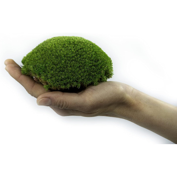 Кульковий мох, кульковий мох, консервований у 3-х різних кольорах, справжній міцний натуральний продукт для виготовлення мохових картин, займає площу 30х30 см - 0,10 м (світло-зелений)