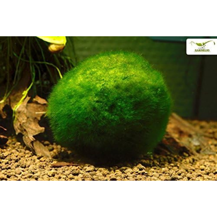 Розплідник - Garnelio 3 x куля моху - 3 см - Aegagrophila linnaei - біофільтр для акваріумів - вибір кількості