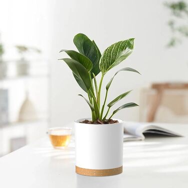 Набір з 5 квіткових горщиків з блюдцями, 17,8/15,2/14/12,7/10,2 см, пластикові кашпо, гідропонні горщики, набір квіткових горщиків, ідеально підходить для кімнатних та балконних садів, білий з коричневим підносом 765,554 дюймів (5 шт.) білий, коричневий п