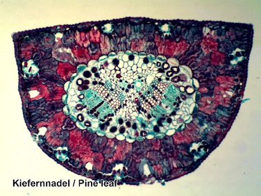 Набір мікропрепаратів Bresser 50 шт (5986002)