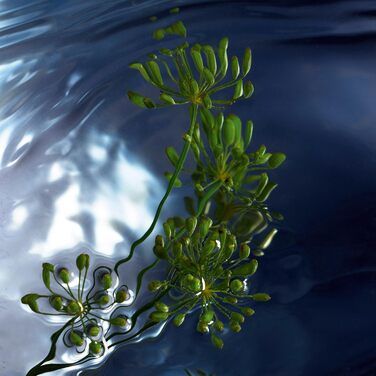 Чоловіча туалетна вода Davidoff Cool Water Reborn (75 мл)