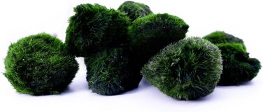 Набір куль з акваріумного моху 10 природний фільтр для води Марімо Моссбол Aegagrophila linnaei Розмір приблизно 3 см