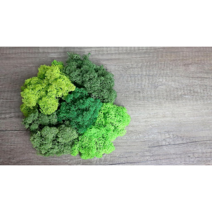Ісландський норвезький мох Hello Moss 0,5/1 кг - консервований живий мох, повністю органічний - ідеальне прикраса з моху на Великдень, різдвяні прикраси - ремісничий мох, тераріумний мох (1 кг, зелене світло трави)