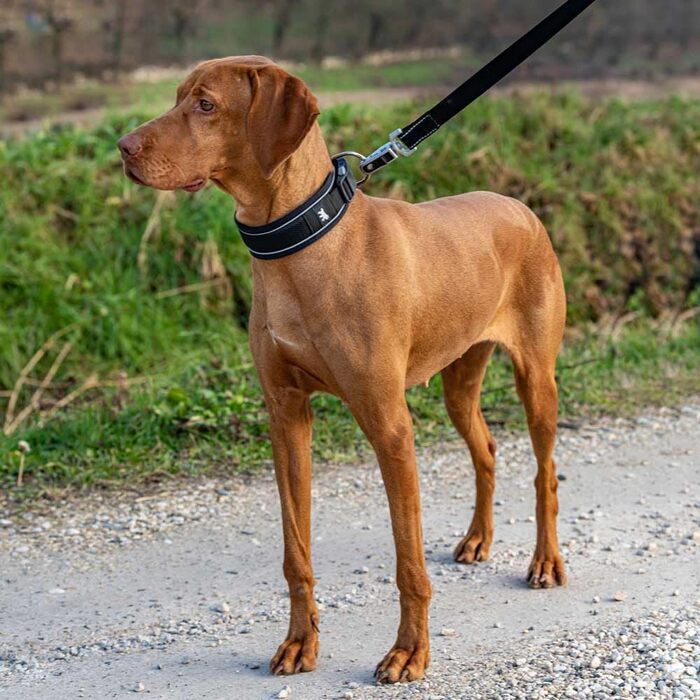 Нашийник для собак Ferplast Genius C25/55, світловідбиваючий, дихаючий, регульований, з магнітною застібкою та швидким роз'ємом, для великих порід, з м'якою підкладкою, чорний. Розмір шиї 45-55 см.