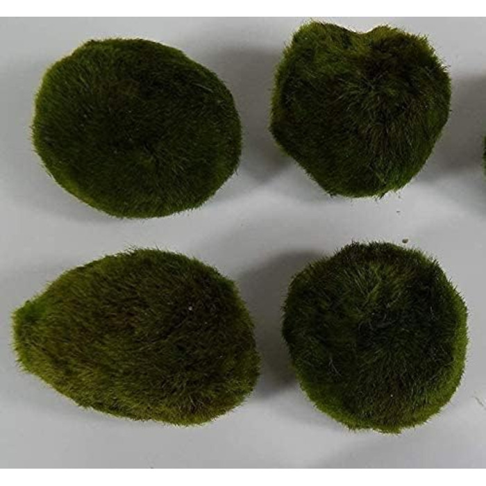 Куля з моху SAHAWA приблизно 3-5 см, кулька з моху, куля з моху 31 безкоштовні водні рослини, декор для акваріума.