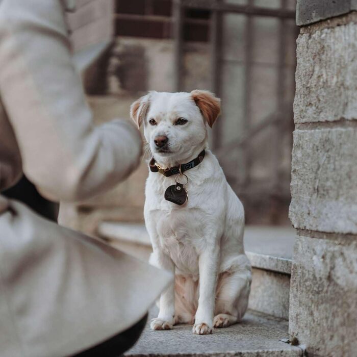 Ошийник для собак HUNTER Sansibar, колір темно-коричневий, високоякісна яловича шкіра, морські деталі, сині декоративні шви, латунні металеві елементи, регульований розмір, стильний та міцний, виготовлено в Німеччині, розмір M темно-коричневий M
