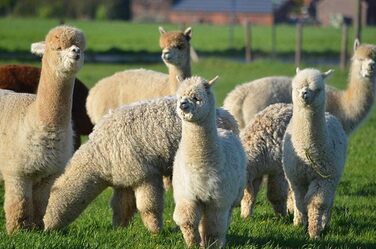 Подушка Basic Line Alpaca, простьобана терморегулюючою вовною альпаки та наповнена еластичними кульками з волокна, для спокійного сну, 40x80 см, середньої жорсткості та відносно висока