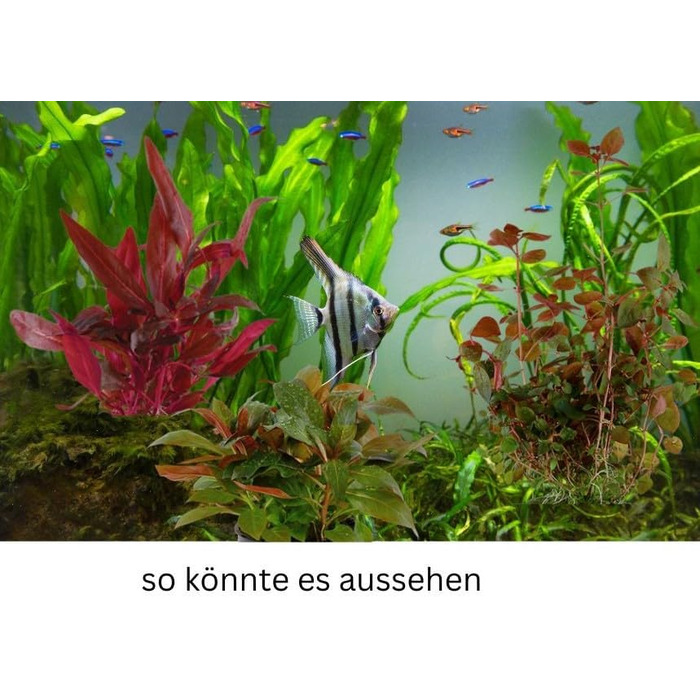 Набір акваріумних рослин SAHAWA, 3-6 рослин у горщиках, анубіас, папороть, стебла, кульки моху, горщики 5 см ( 13 3 рослини)