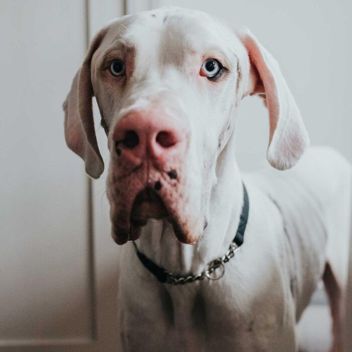 Нашийник з ланцюжком Aalborg чорний, розмір M