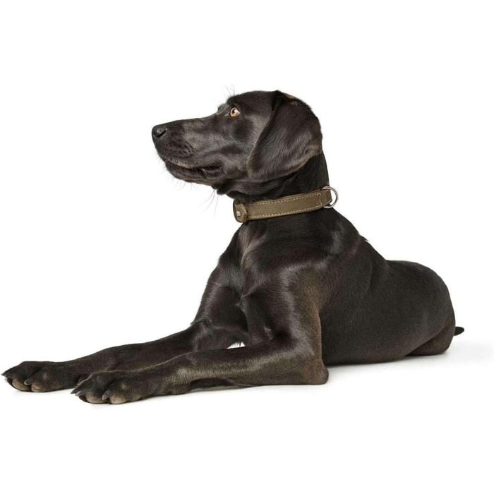 Нашийник для собак HUNTER, шкіра нубук, міцний, м'який, 60 см (M-L), оливковий