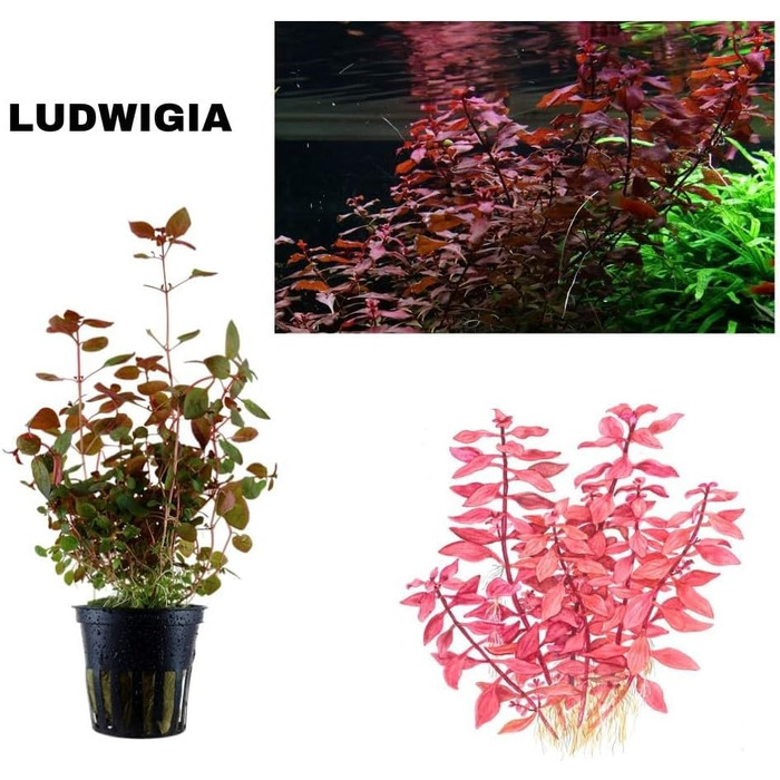 Набір акваріумних рослин SAHAWA, 3-6 рослин у горщиках, анубіас, папороть, стебла, кульки моху, горщики 5 см ( 13 3 рослини)