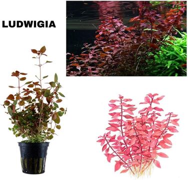 Набір акваріумних рослин SAHAWA, 3-6 рослин у горщиках, анубіас, папороть, стебла, кульки моху, горщики 5 см ( 13 3 рослини)