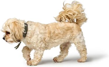 Нашийник для собак HUNTER Мюнхен, колір зелений/коньяк, шкіра, вишукані деталі в традиційному стилі, м'який та міцний, дбайливий до шерсті, розкішний, екологічно чистий, стійкий, виготовлено в Німеччині, розмір 32 зелений/коньяк 32