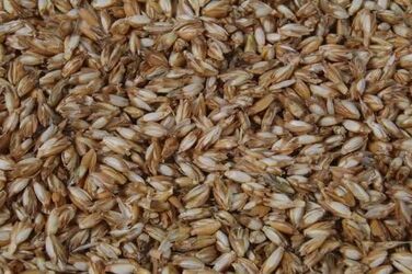 Спеціальна пропозиція 2 подушки з лушпиння спельти 40x80, полова спельти, лушпиння спельти