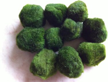 Водні рослини Mhlan 5 мохових кульок 4-6 см Cladophora Aegagrophila