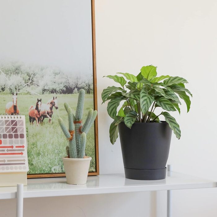 Пластиковий квітковий горщик T4U 16,5 см з системою поливу, набір із 6 самополивних кашпо з блюдцями, круглі кашпо для кімнатних та балконних садових рослин, сукулентів, кактусів, чорний 16,5 см чорний