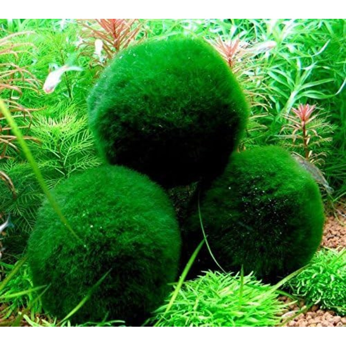 См) 1 Nano Marimo безкоштовно., 5 Giant Living Marimo Moss Balls ( 5,1