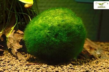 Розплідник - Garnelio 3 x куля моху - 3 см - Aegagrophila linnaei - біофільтр для акваріумів - вибір кількості