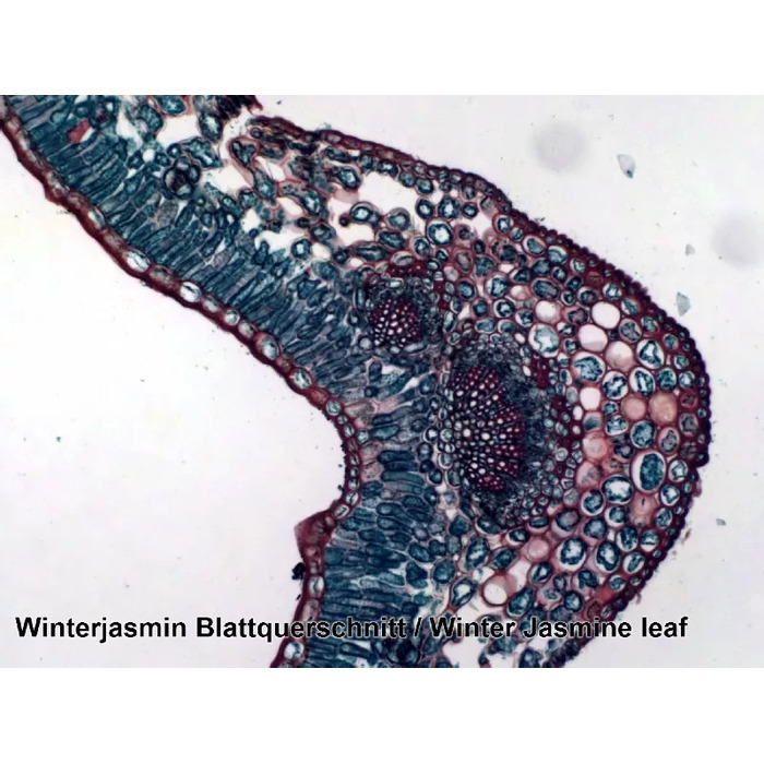 Набір мікропрепаратів Bresser 50 шт (5986002)