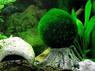 Розплідник - Garnelio 3 x куля моху - 3 см - Aegagrophila linnaei - біофільтр для акваріумів - вибір кількості