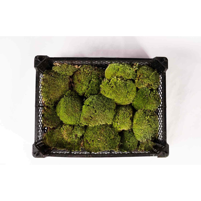 Грунт кульковий мох для тераріуму - Грунт для тераріуму для рептилій натуральний мох справжній мох кульки підстилка мох земля густий мох килим декоративний мох для тераріуму тропічний ліс тераріум (1 коробка кульок)