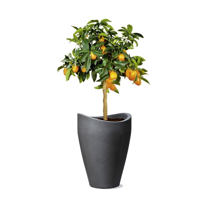 Шойріх Хвильова Куля Висока, висока ємність із пластику, чорний граніт, діаметр 29,8 см, висота 40 см, об&39єм 6 л. Чорний граніт Ø 29,5 см, висота 40 см Хвильова Куля Висока