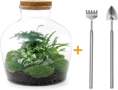 Пляшковий сад Рослини в скляній банці зі світлом 30 см - DIY - Terrarium Complete Set - Тераріум для рослин - urbanjngl Комплект тераріуму (Товстий Джо Грін)