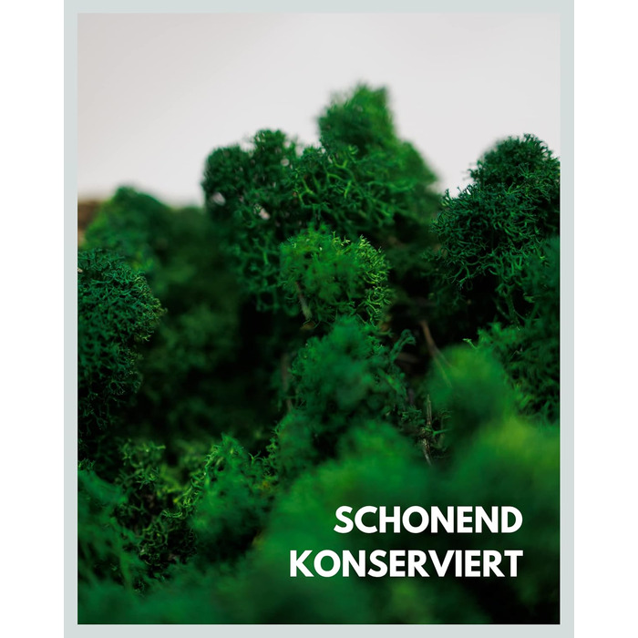 Ісландський мох збережений темно-зелений Прикраса з моху для рукоділля 1 кг справжнього декоративного ісландського моху для малюнків з моху та стін з моху