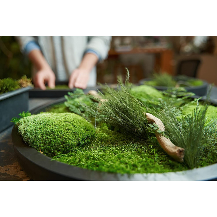 Кульковий мох, кульковий мох, консервований у 3-х різних кольорах, справжній міцний натуральний продукт для виготовлення мохових картин, займає площу 30х30 см - 0,10 м (світло-зелений)