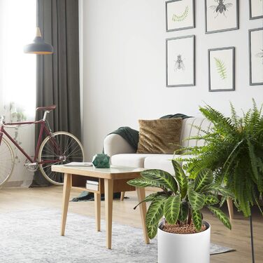 Глиняний гранулят Westland, 5 л рослинний гранулят, ідеальний для гідропоніки, дренажний субстрат без хімічних добавок, для внутрішнього та зовнішнього використання, глина