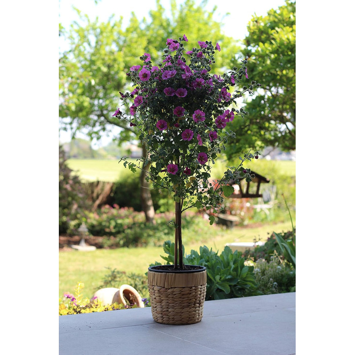 Набір з 2 круглих плетених квіткових горщиків з морської трави Decorasian з міцними пластиковими вставками для посадки - горщик для рослин - 2 x 20 см -