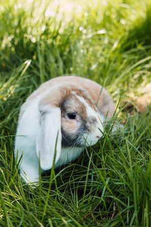 Шампунь Petvital Verminex для захисту від паразитів для всіх домашніх тварин, 250 мл
