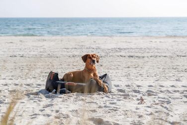 Нашийник для собак BE NORDIC зі шкіри, сірий L зручний нашийник для великих собак з обмеженням тяги міцний та елегантний 17140 сірий L-XL