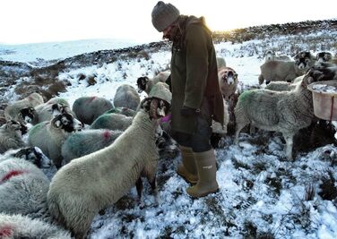 Чоловічі захисні чоботи зеленого кольору, 46 EU, суцільний колір