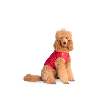 Водонепроникне пальто/дощовик/зимове пальто Selente Paw Parade для собак малих та середніх розмірів з флісовою підкладкою (вироблено в ЄС), малинове, розмір 3