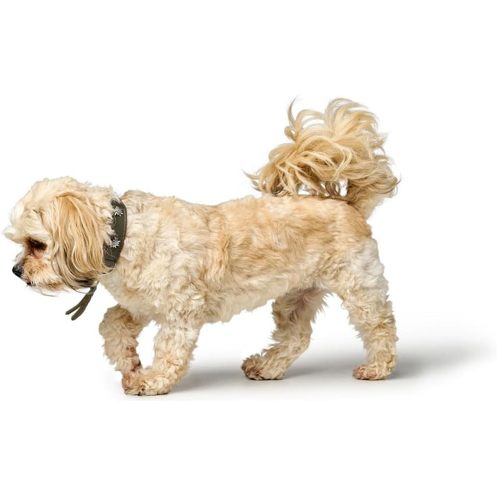 Нашийник для собак HUNTER Мюнхен, колір зелений/коньяк, шкіра, вишукані деталі в традиційному стилі, м'який та міцний, дбайливий до шерсті, розкішний, екологічно чистий, стійкий, виготовлено в Німеччині, розмір 32 зелений/коньяк 32