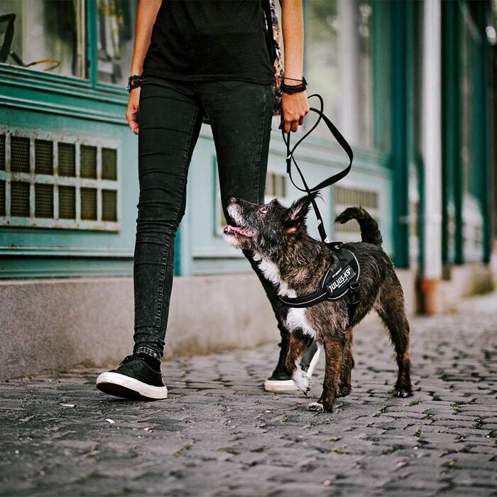 Шлейка для собак IDC Powergeschirr, розмір L, чорна - світловідбиваюча шлейка з логотипом, регульована, дихаюча, не обмежує рухів, сертифікована Oeko-TEX, для малих, середніх та великих собак