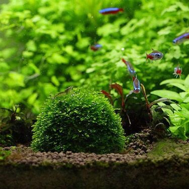ProLeo Plastic Aquarium Moss Ball, Aquarium Transparent Landscaping Plants Holding Floating Moss Ball for Aquarium Decoration, ProLeo Plastic Aquarium Moss Ball, Aquarium Transparent Landscaping Plants Holding Floating Moss Ball for Aquarium Decoration