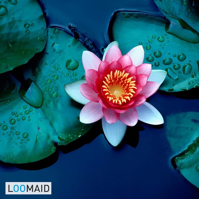 Силіконова щітка для туалету LOOMAID з ефектом лотоса - Зроблено в Німеччині - Щітка для туалету, щітка для туалету з протиковзким