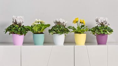 Кашпо для квітів Tymar, 2 шт. , пластикове кашпо для рослин, сучасне, матове, круглої форми (графіт, ø 14 см) ø 14 см (2 шт. ) гра