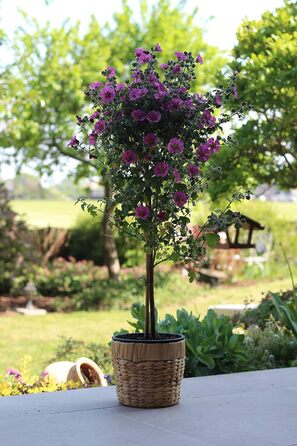 Набір з 2 круглих плетених квіткових горщиків з морської трави Decorasian з міцними пластиковими вставками для посадки - горщик для рослин - 2 x 20 см -