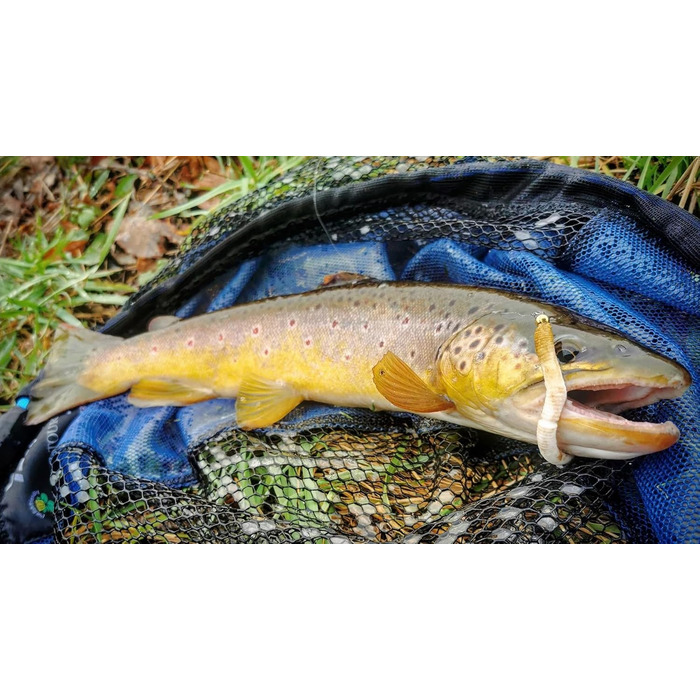 Стартовий набір Libra Lures Fatty D Worm Tournament 55 мм 20 мяких приманок для форелі 10 кольорів з ароматом криля набір гумових приманок герметичний контейнер ідеально підходить для лову форелі