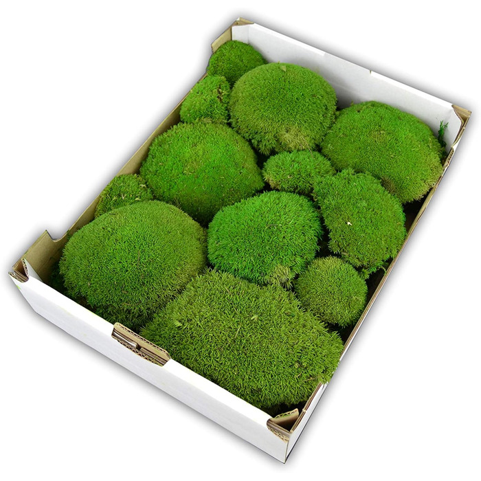Консервована куля мох для моху фотографії мохові кулі декоративний мох мох для прикраси міцний справжній мох для осіннього декору декорація