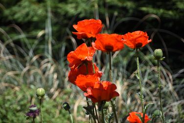 Шкіряна кобура OKATSUNE 133 велика Кобура для пояса з міцної шкіри Підходить для садових ножиць/секаторів Okatsune 103 та 104 235 мм, 65 г Світло-коричнева кобура 133 для 103104