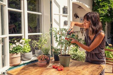 Секатор для точного збору трав, ягід та квітів з нержавіючої сталі, лезо 47 мм, ергономічна ручка, з захисним ковпачком (12212-20). Універсальний, 15.91 см x 1.95 см, ширина захвату 47 мм