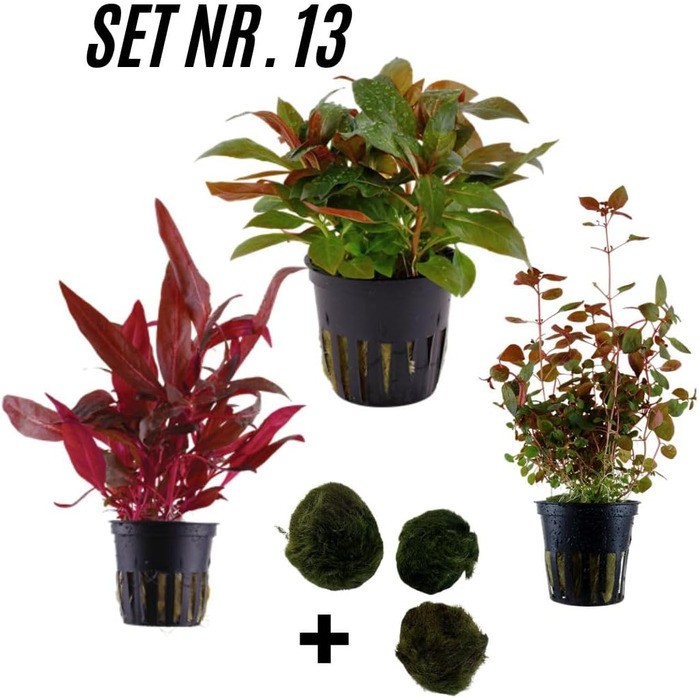 Набір акваріумних рослин SAHAWA, 3-6 рослин у горщиках, анубіас, папороть, стебла, кульки моху, горщики 5 см ( 13 3 рослини)