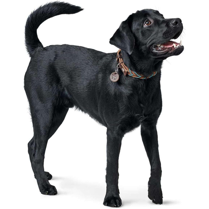 Нашийник для собак HUNTER SOLID Education, колір темно-коричневий/бірюзовий, міцна яловича шкіра, ручне плетіння, виготовлено в Німеччині, розмір 50 темно-коричневий/бірюзовий 50