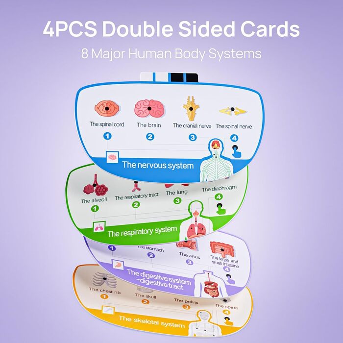Анатомічна модель Science Can Human Body Set, інтерактивна