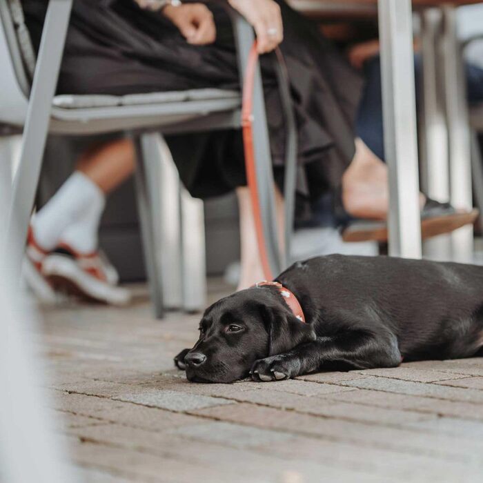 Нашийник для собак Hunter (Швейцарський дизайн), з органічної шкіри